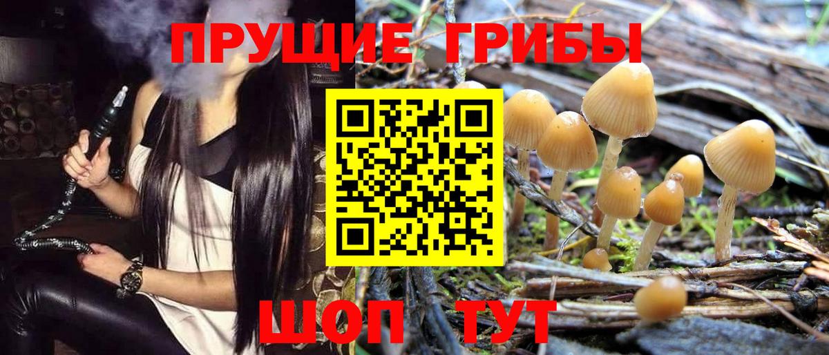 Галлюциногенные грибы Psilocybine cubensis Пенза